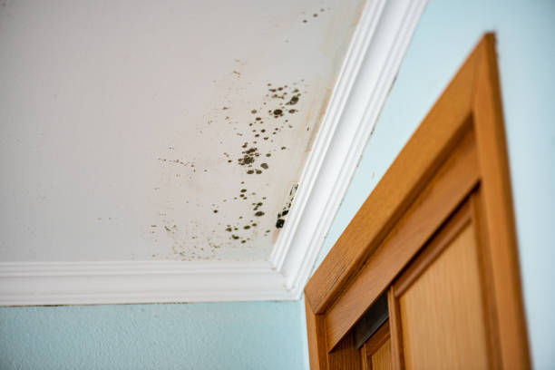 Best Emergency Mold Remediation in Muncy, PA
